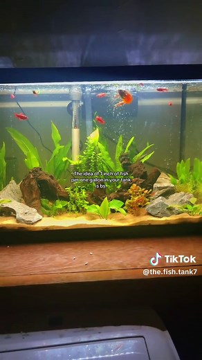 Understanding Fish Tank Capacity Rules for Optimal Care