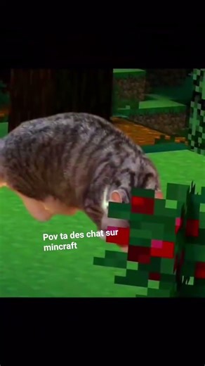 pov ta des chat sur minecraft