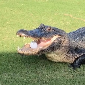 262K views · 94 reactions | An alligator just chomped down on this guy’s golf ball ️‍♂️ | In The Know | Facebook