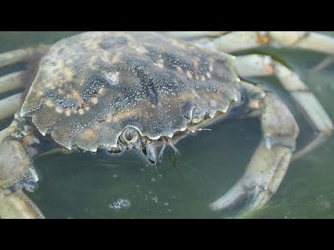 Facts: The European Green Crab