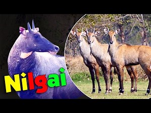 Nilgai in the Wild: Incredible Footage of the Blue Bull – You Won't Believe What We Captured