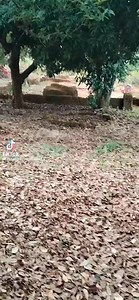 13K views · 352 reactions | Vhari Shango lo tavhiwa maluvha, o ya nga u fhambanana. Vha sedza vha tsinye na mato, vharuda vha do la mbilu Ngauri a fana na ane vho tavha mudini. __________________________________ Afha maluvha hu khou tou ambiwa mini zwavhudi-vhudi? | Adziambei Band | Facebook