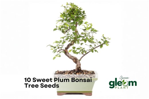 10 Sweet Plum Bonsai Tree Seeds – Seeds | Prunus Americana - Etsy