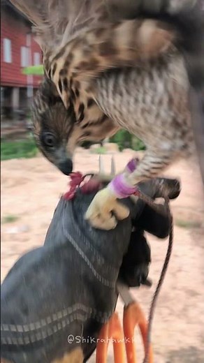 🦅 Crested Goshawk Flies 10m While Eating | Wild Predator in Action