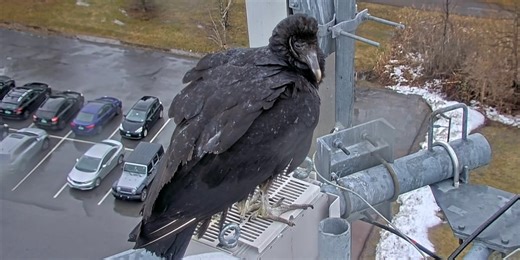 Black vulture spotted resting on top of WCAX