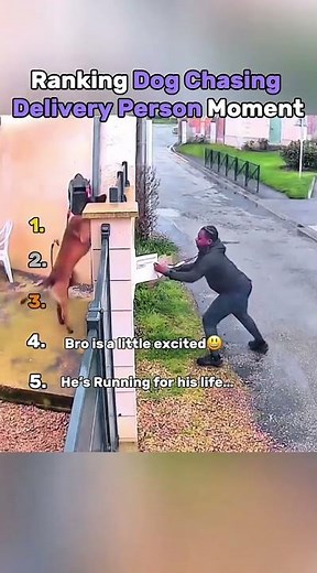 Ranking best Dog chase moments! 🐕🏃💨