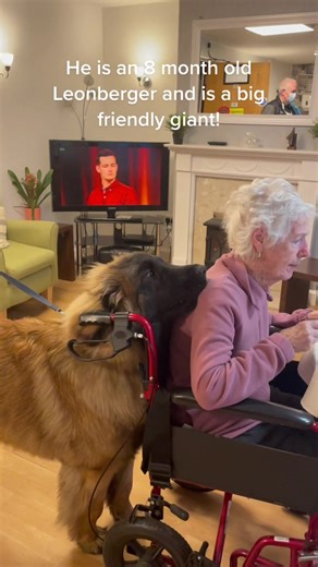 Loki the Leonberger Bringing Joy to Joan | Heartwarming Visits
