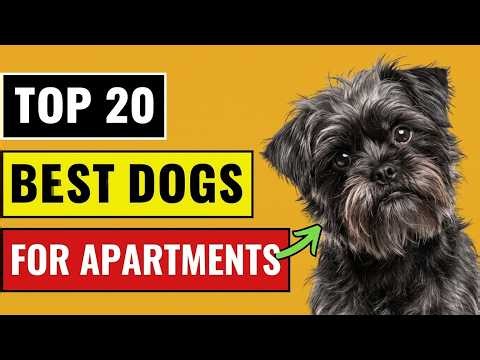 Top 20 Best Dog Breeds For Apartments🐾