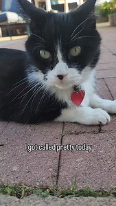How could I be annoying? 🤔 It's inconceivable! Just because I expect do everything exactly on my schedule doesn't mean I'm annoying, it just means I know what I want. It's part of the cat contract. ❤️~Webby #webbyandmisty #tuxedofeatures #catmemes #memes #funnycats | Webster and Misty Cat
