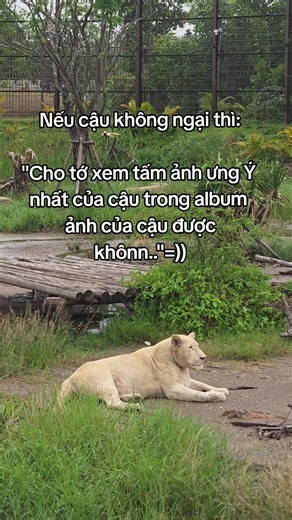 VinWonders Đảo Vũ Yên Hải Phòng - Trải nghiệm & Vườn thú lớn nhất miền Bắc