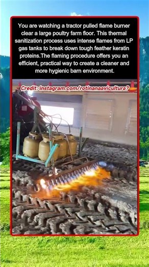 How Farmers Disinfect Chicken Houses Using Flame Sanitization Tech