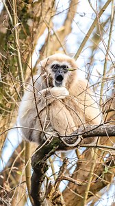10K views · 152 reactions | There's nothing more special than hearing our lar gibbons serenading the whole zoo Usually more vocal in the mornings, lar gibbons sing to defend their territory and bond as a pair! | Paignton Zoo | Facebook