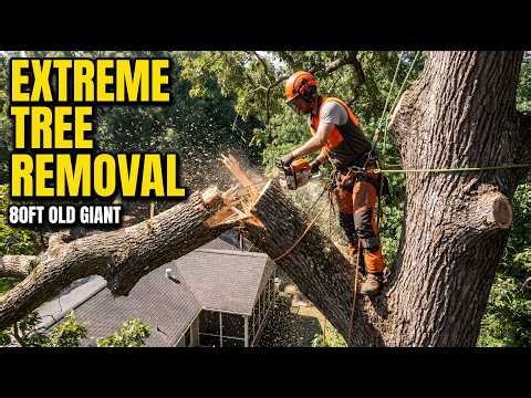 Arborist Chainsaw Work: The Reality of Tree Maintenance