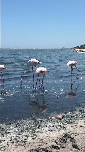 Cute Flamingos Walking in Nature 🦩🌿 | Ocean Breeze #Shorts