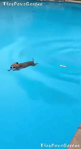 Chihuahua’s Overconfident Step Leads to a Pool Plunge 🐶😤➡️💦🤣 😂 100% AI video for fun & laughs! Every scene is digitally created — no real animals, babies, or people. 🐾 Enjoy and share! 🚫 No reuploads. #AIreel #AIfunny #AIanimals #AIfun #CreativeAI #AIvideo #AImagi | Tiny Paws Garden