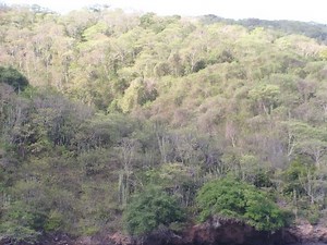 Tropical and subtropical dry broadleaf forests - Alchetron, the free social encyclopedia