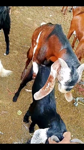 Amazing Goats Together 🐐❤️ | Beautiful Goat Moments | Goat World