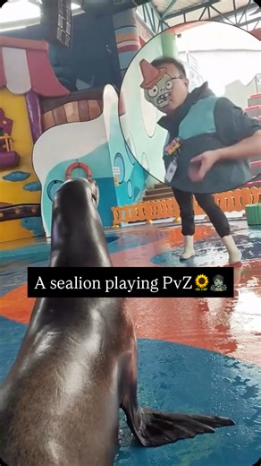 Seals and Sealions 🦭 on Instagram: "Fun Fact: Have you ever seen a sea lion jumping in and out of the water while swimming fast? This is called “porpoising.” They do it to take a quick breath without slowing down. It actually takes less energy to jump through the air than to swim through the water! If you watch the high-speed chases (we post the best ones on our page), you’ll see them literally flying over the waves. Join The Community @SealVault 🦭 DM for credit or removal requests. #seal #sea