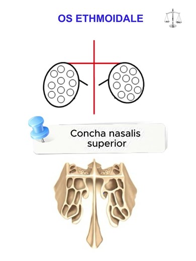 Os Ethmoidale