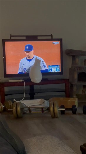 World Series kitty | Jesse Red