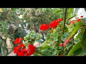 Baby Shakespeare Flower Footage Remake