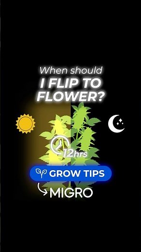 When should I flip to flower?