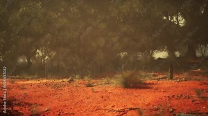 beauty of the Australian Bush, where a vibrant red dirt field meets a backdrop of majestic trees, creating a mesmerizing sight.