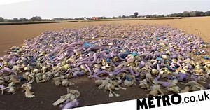 This animator shows you why there’s so many Rattatas and Pidgeys in Pokemon GO