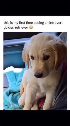 Taxin Paws Rescue on Instagram: "I didn’t even know this was possible… but today I met my very first introvert golden retriever 😭💛 You know how Goldens are usually everyone’s best friend — the tail-wagging, face-licking, sunshine-on-four-paws kind of dogs who want to meet every single person in the room? Well, not this guy. He climbed into the car, tucked himself into the corner, and gave me the shyest little side-eye, like, “please don’t make me small talk right now.” Instead of bounding over