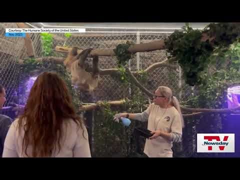 Video sparks new claims of animal abuse at sloth encounter