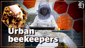 Bee swarm? Who you gonna call? Urban apiarist Jessie Baker began Bees Up Top eight years ago rescuing rogue bee hives and putting them to use making honey on Auckland rooftops. Since then she's put 15 on Auckland hotels - and fifty in all - which produce over a tonne of honey a year. 'If you find a swam in your garden, don't panic!' says Jessie. Call Bee's Up Top and the harmless hive can be relocated to the top of an inner city hotel to produce honey and help pollinate the inner city blooms. Sh
