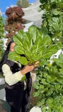 Grow over 160 different crops using the same nutrient solution on automated aeroponics towers #farm