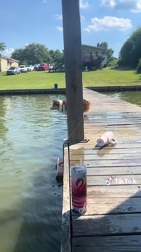 I could “weee” all day if you let me. Its a ruff lyfe but I get by somehow #corgi #corgidog #CorgiLife #corgisoftiktok #dogsoftiktok #dogs #tiktok #tiktoker #funnyvideos #tiktokviral #dogsoftiktok #swimming #fyp