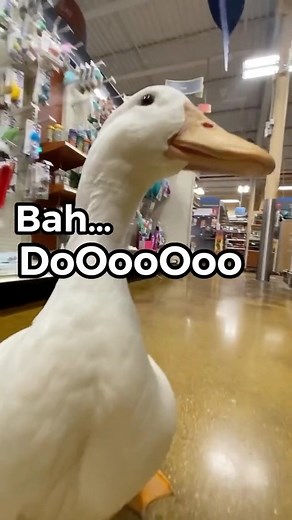 Wrinkle the Duck 🦢✨ on Instagram: "Wrinkle’s adventures 🦢❤️🐈 Remember when wrinkle went on her own adventures? Quack, quack Wrinkle the Duck #wrinkletheduck #seducktive #duck #cat #ducks #cats #pets #petduck #petducks #cutepets #fun #ducky #quack #petducks #funnypets #funnyanimals #cuteness #talkinganimals #happy #smile #feelgood #silly #random #randomness #friends #meme #memes #duckmemes #ducksofinstagram"