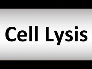 How to Pronounce Cell Lysis