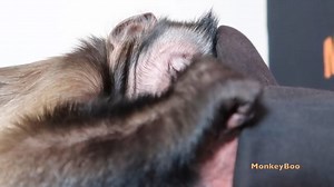 24K views · 182 shares | Capuchin MonkeyBoo has an adorable bonding...
