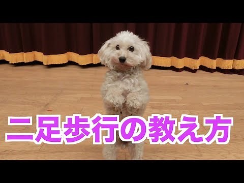 How to teach your dog to walk on two legs. [Explanation by a professional trainer]