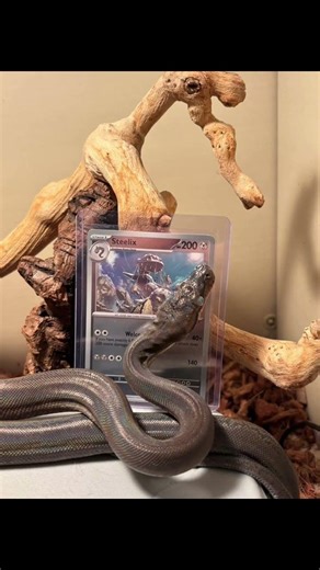 Onix the Super Dwarf Retic Collecting them All!