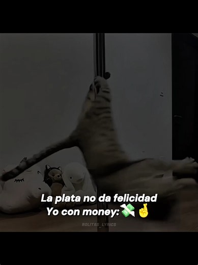 La Plata Si Da Felicidad: Letra de la Rolita Viral con Gatos