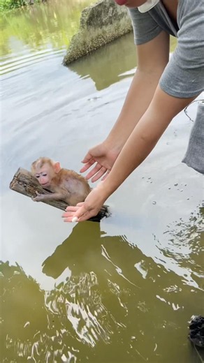 baby monkey got stuck in a tree trunk by the pond,but luckily it mother arrived in time to rescue it