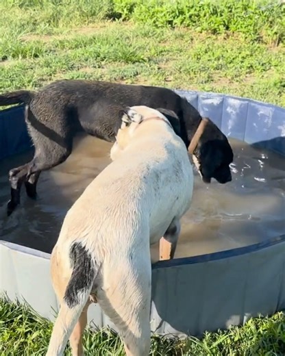 156 reactions · 16 shares | ADOPT IGGY! ❤️ He’s the sweetest...