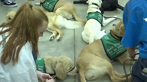 Dobie High School students train dogs for the visually impaired