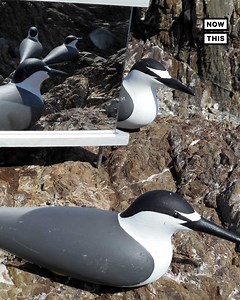 150K views · 205 reactions | Decoys, mirrors, bird calls blasted from speakers — here’s how scientists are trying to boost the populations of 3 seabird species on the Caribbean island of Desecheo | NowThis Earth | Facebook