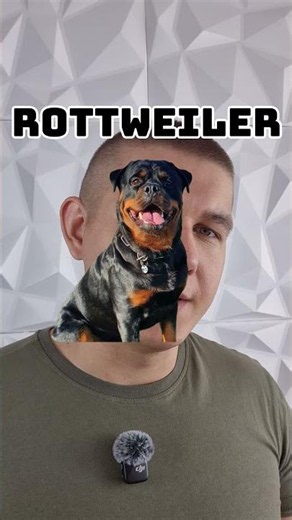 3 rasy psów stróżujących dla rodzin z dziećmi #tosainu #boerboel #rottweiler #psy #stróżujące