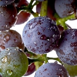 Contact Wine Machinery Group | Stellenbosch | Sales | Enquires