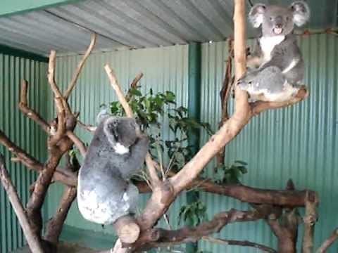 Koala Mating Call