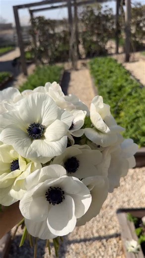 Anemones and poppies in full bloom on the farm! These Italian poppies are my new favorite ✨ | Joanna Gaines