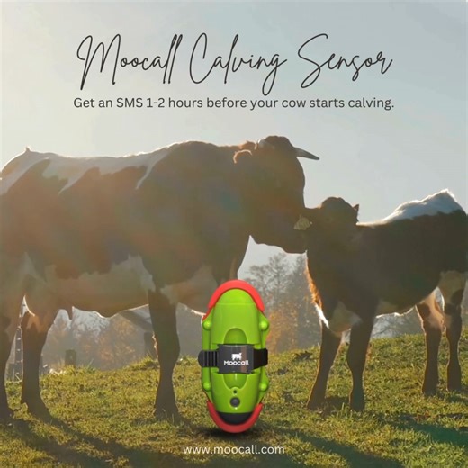 The Moocall Calving Sensor is just like a mobile phone to your cow, it's like she is texting you when she is ready to have her baby! 🐮💚 Why not give it a try? Enjoy your peace your mind, get a Moocall. 🐮📱 Moocall Calving Sensor, only €329. Go to www.moocall.com or call us on: ROI: 01 969 6038 UK: 0203627 1126 USA: 1-800-657-4291 #Moocall #WeAreMoocall #cow #bull #agribusiness #agritech #MoocallFarmingWithYou | Moocall