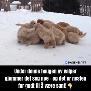 49K views · 93 reactions | Valpene lager en liten «valpehaug» som ser helt uskyldig ut – men hva skjuler seg egentlig under⁉️ | Dyreelskere | Facebook