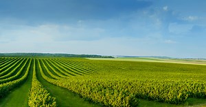 Biotech products for sustainable agriculture - Futureco Bioscience